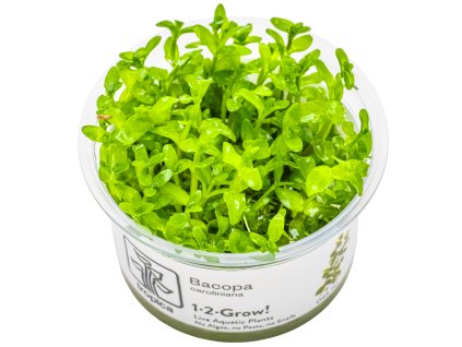 13851 2 bacopa caroliniana 1 2 grow