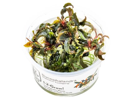 13869 2 bucephalandra kedagang 1 2 grow