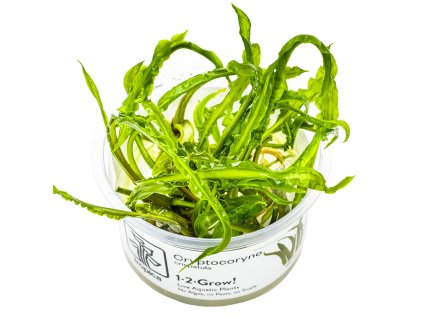 13908 3 cryptocoryne crispatula 1 2 grow