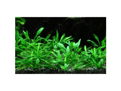 13914 3 pictureprovider aspx z 900 format jpeg path 53487 2f04 8se1100101