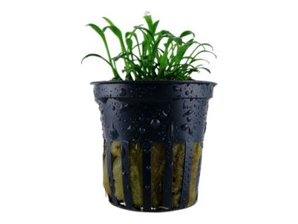 01 53487%20Cryptocoryne%20parva 2