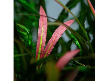 Cryptocoryne spiralis 'Red'