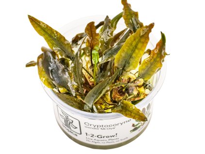 13929 1 cryptocoryne wendtii mi oya 1 2 grow