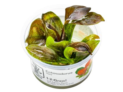 13935 echinodorus reni 1 2 grow