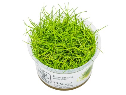 13941 3 eleocharis pusilla mini bahnicka nejmensi 1 2 grow