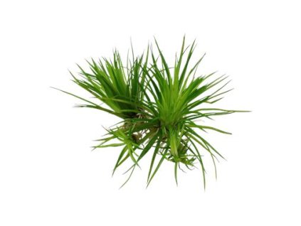 pictureprovider.aspx?z=900&format=jpeg&path=53030%2F03 1UIG000101