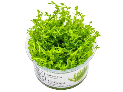 13950 1 gratiola viscidula 1 2 grow