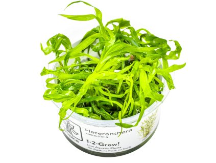13962 2 heteranthera zosterifolia 1 2 grow