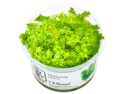 13971 3 hottonia palustris 1 2 grow