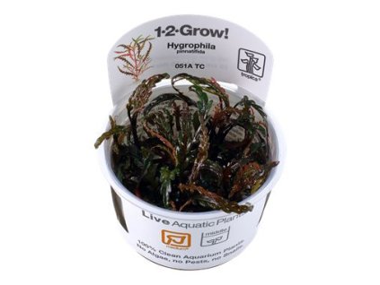 13986 1 pictureprovider aspx z 900 format jpeg path 52278 2f40 psqk000101