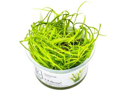 Juncus repens, in-vitro