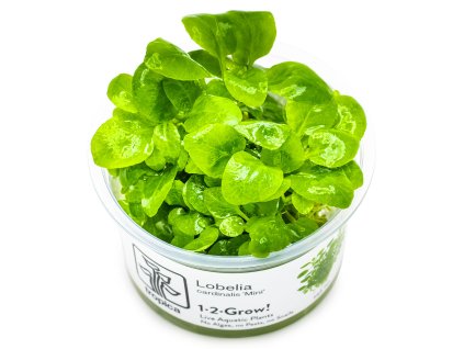 14010 3 lobelia cardinalis mini 1 2 grow