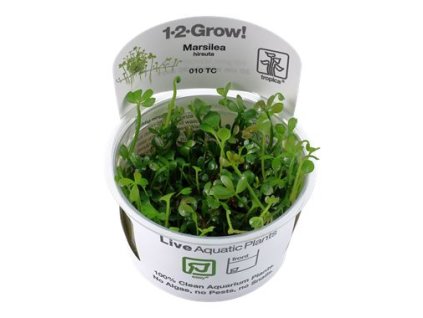 14013 1 pictureprovider aspx z 900 format jpeg path 52179 2f18 52179 20marsilea 20hirsuta 21