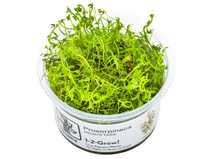 14070 4 proserpinaca palustris cuba 1 2 grow