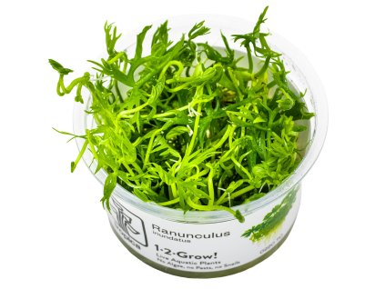 14073 2 ranunculus inundatus 1 2 grow