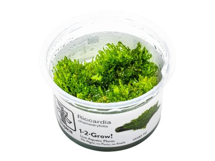 14076 5 riccardia chamedryfolia 1 2 grow