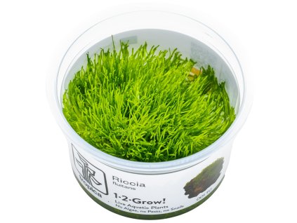 14079 6 riccia fluitans 1 2 grow