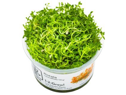 14094 5 rotala rotundifolia h ra 1 2 grow