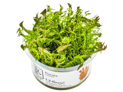 14097 2 rotala wallichii 1 2 grow