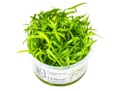14106 2 sagittaria subulata 1 2 grow