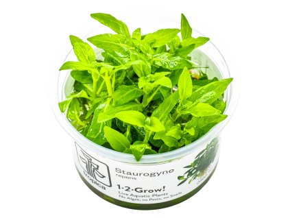14127 2 staurogyne repens 1 2 grow