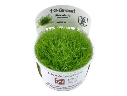 14163 1 pictureprovider aspx z 900 format jpeg path 52312 2f24 52312 20utricularia 20graminifolia 26