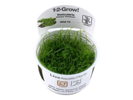 14166 1 pictureprovider aspx z 900 format jpeg path 52159 2f19 52159 20vesicularia 20dubyana 20 christmas 21