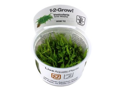 14169 1 pictureprovider aspx z 900 format jpeg path 52178 2f21 52178 20vesicularia 20ferriei 20 weeping 23