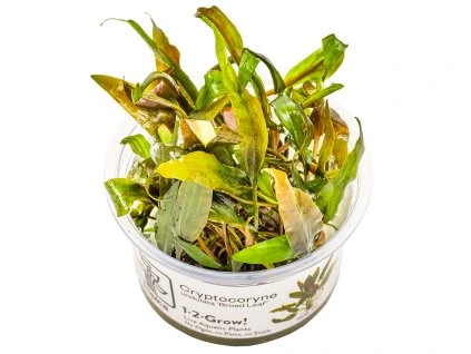 16541 cryptocoryne undulata broad leaf 1 2 grow