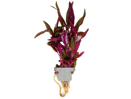 16562 alternanthera reineckii pink clip