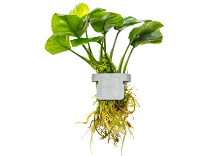 16565 3 anubias barteri coin leaf clip