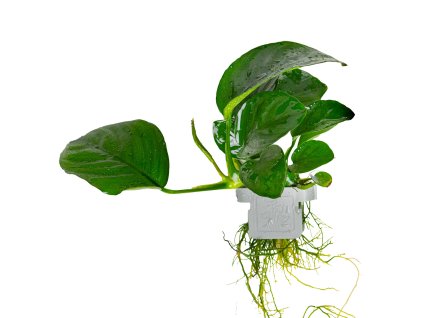 16568 2 anubias barteri caladiifolia clip