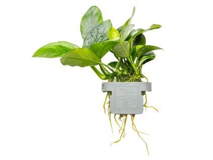 16571 anubias barteri nana clip