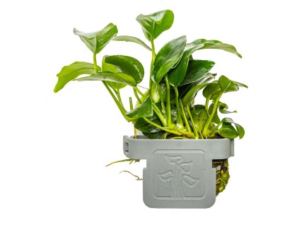 16574 anubias barteri petite clip