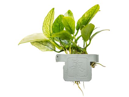 16580 3 anubias barteri var nana pinto clip