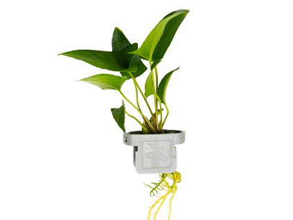 16583 2 anubias gracilis clip