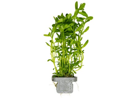 16586 bacopa monnieri compact clip