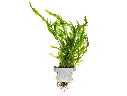 16589 3 bolbitis heudelotii clip