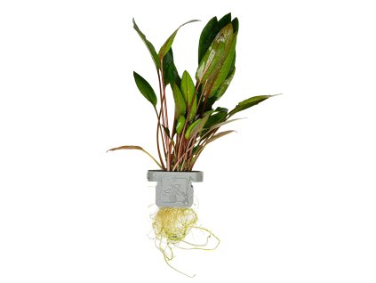 16592 2 cryptocoryne beckettii petchii clip
