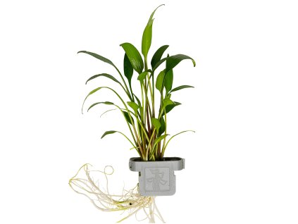 16595 cryptocoryne x willisii clip