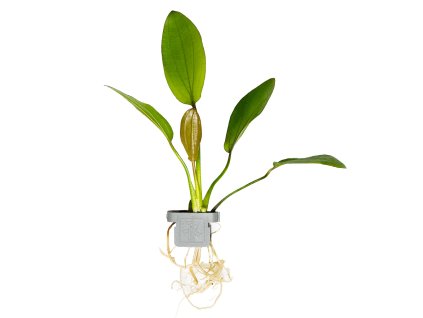 16604 echinodorus x barthii clip