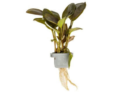 16610 lagenandra meeboldii red clip