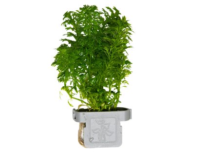 16613 limnophila sessiliflora clip