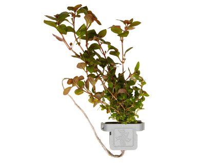 16616 3 ludwigia palustris super red clip