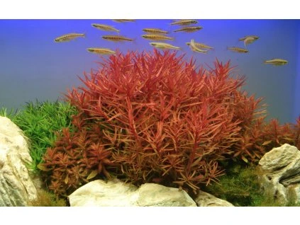 16625 1 ammannia crassicaulis