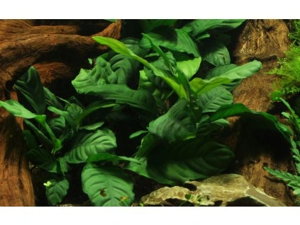 16637 2 anubias barteri var coffeifolia