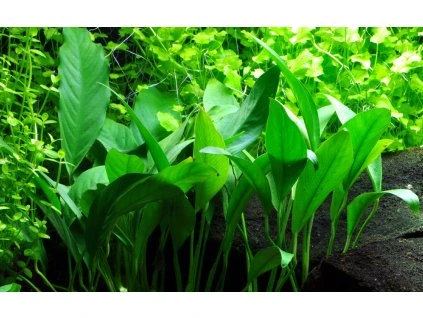 16640 anubias barteri var glabra