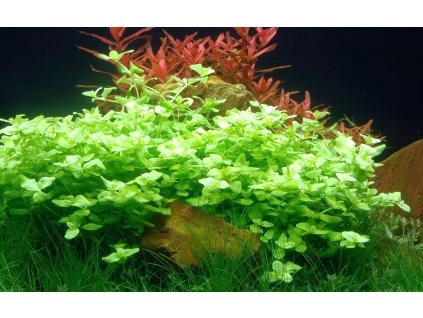 16649 1 bacopa australis