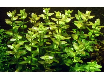 16652 bacopa caroliniana