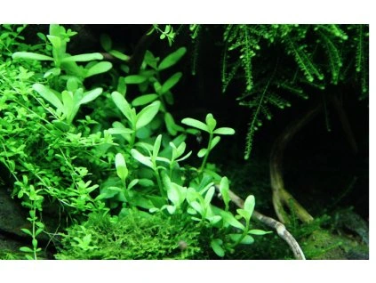 16655 2 bacopa monnieri compact